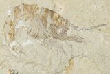 Two Cretaceous Fossil Shrimp - Lebanon #349680-1